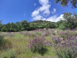 Flora del Cerro Masatrigo